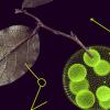 Sesión “Marie Sklodowska Curie Actions - Postdoctoral Fellowships”